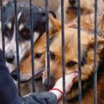 Creating a Compassionate World: Championing Animal Welfare