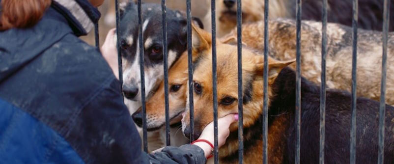 Creating a Compassionate World: Championing Animal Welfare