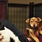 Extending a Helping Hand: Empowering Animal Shelters Through Supportive Initiatives